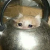 Crying Cat 8
