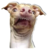 DogStyle 7