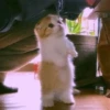 Animals 7