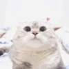 Kitten 8