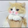kucingnya dante 6