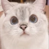 Kitten 9