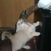 Crying Cat 9