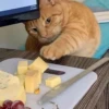 catss 7