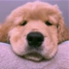 Animals 8