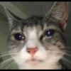 kucingnya dante 7