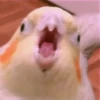 Animals 9