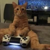 catss 8