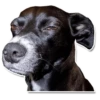 DogStyle 8