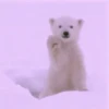 Animals 10