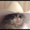 Crying Cat 11