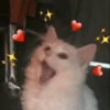 Kitten 10
