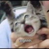 kucingnya dante 8