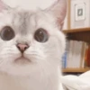 Kitten 11
