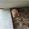 kucingnya dante 9
