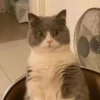 catss 11