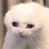Crying Cat 12