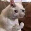 Crying Cat 13