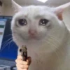 Crying Cat 14