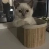 catss 12