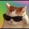 kucingnya dante 12