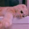 Animals 12