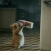 Kitten 12