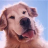 Animals 13