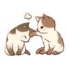 Kitten daily 6