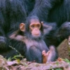 Animals 14