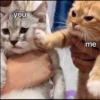 kucingnya dante 14