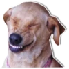 DogStyle 16