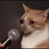 Crying Cat 16