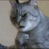kucingnya dante 16