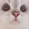 Kitten 15