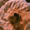 Animals 15
