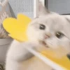 Kitten 16
