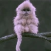 Animals 16