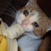 Crying Cat 17