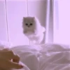 Animals 17