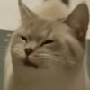 Kitten 17
