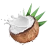 Coconuts-nuts 14