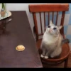 Crying Cat 18