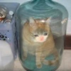 Crying Cat 19