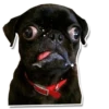 DogStyle 18
