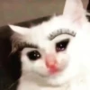 Crying Cat 20