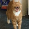 catss 16
