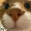 catss 18