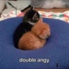 kucingnya dante 18