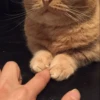 Kitten 19